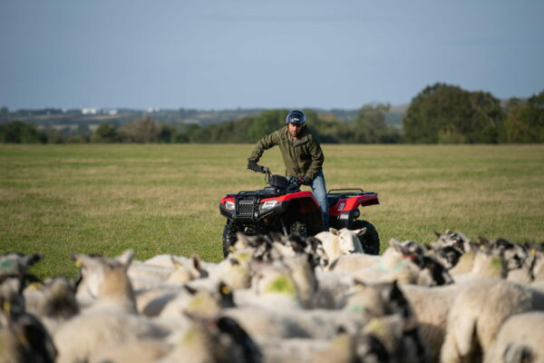 Honda 420 ATV Sheep Farming